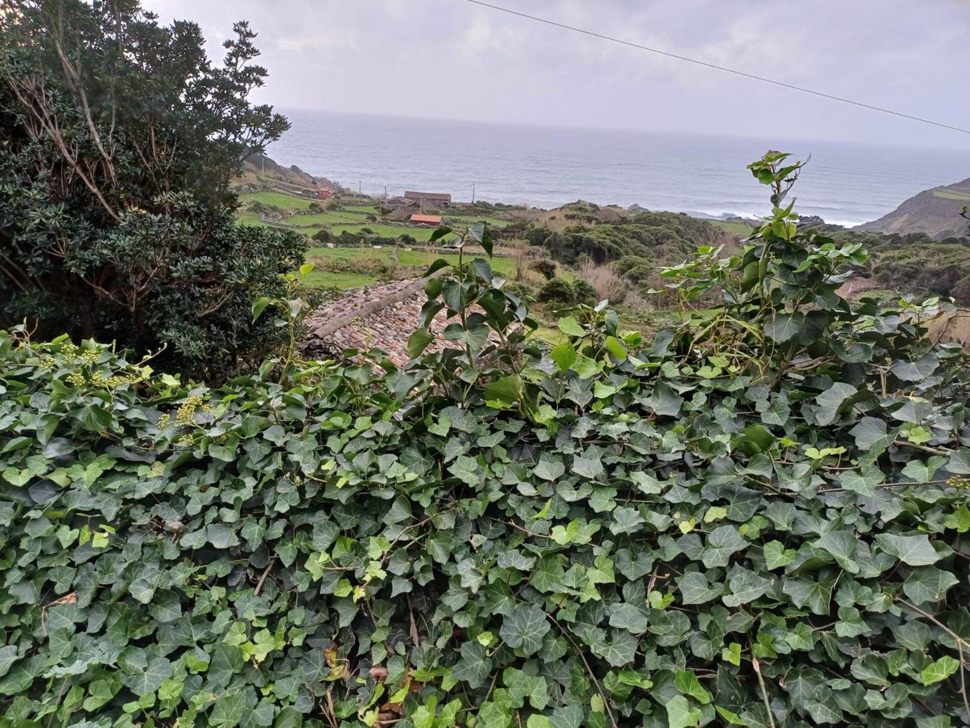 Casa da Queijaria Villa Faja Grande Bagian luar foto